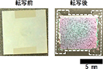 ポリマー基板上へ機能性酸化物の単結晶薄膜を形成する転写技術の確立
