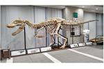 岡山理科大学・恐竜学博物館～学術の視点から恐竜を紹介する博物館～