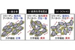 非コラーゲン性タンパク質から見た骨基質配向化機構